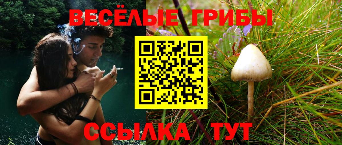 Псилоцибиновые грибы Psilocybe Ноябрьск